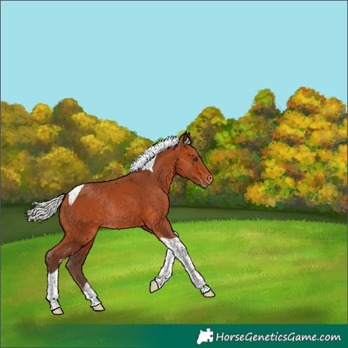 Horse Color:Silver Bay Tobiano Appaloosa Rabicano 