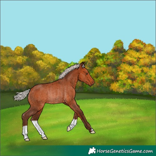 Horse Color:Silver Bay Rabicano 