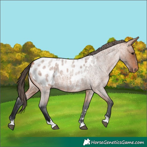Horse Color:Bay Roan Appaloosa