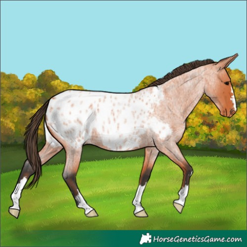 Horse Color:Bay Roan Appaloosa