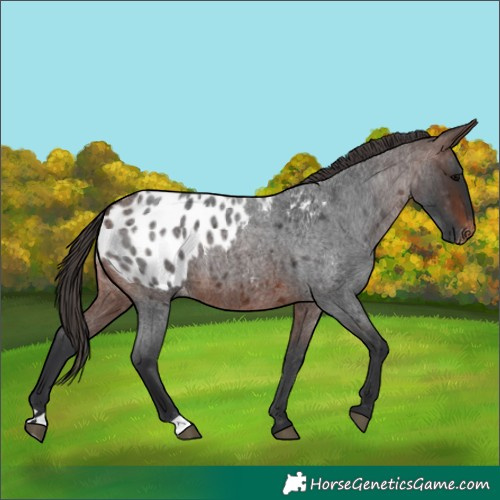 Horse Color:Brown Roan Appaloosa 