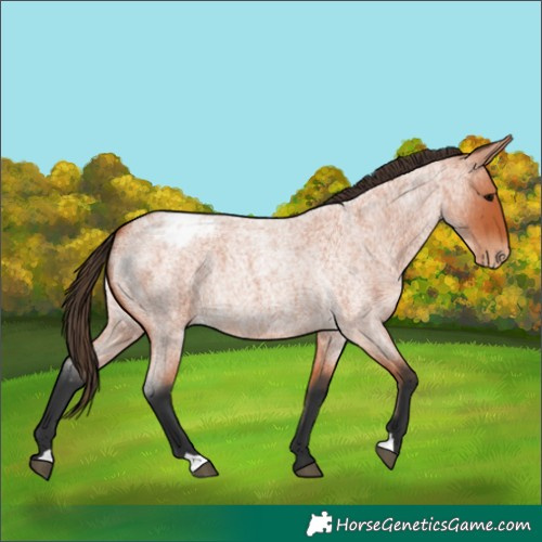 Horse Color:Bay Roan Appaloosa