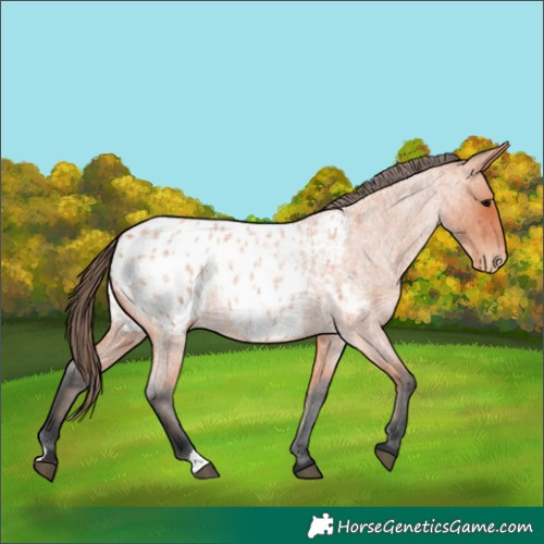Horse Color:Bay Roan Appaloosa
