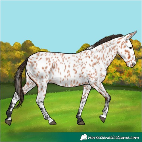 Horse Color:Bay Roan Appaloosa 