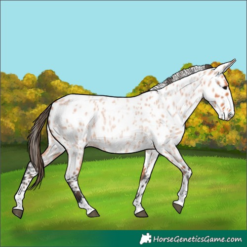 Horse Color:Bay Roan Appaloosa 