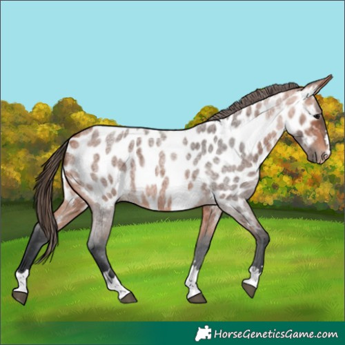 Horse Color:Bay Roan Appaloosa