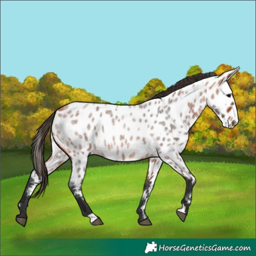 Horse Color:Bay Roan Appaloosa 