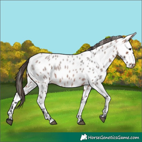 Horse Color:Bay Roan Appaloosa 