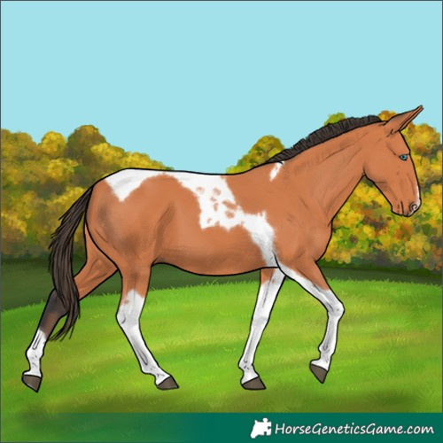 Horse Color:Bay Tobiano Frame 