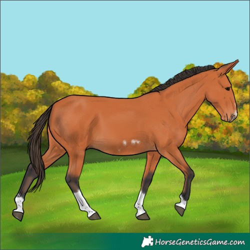 Horse Color:Bay Tobiano Frame 