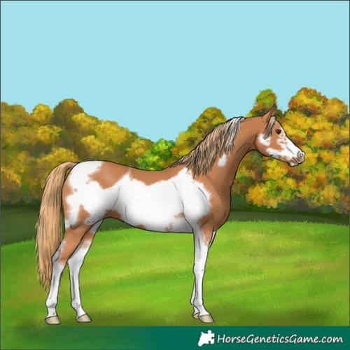 Horse Color:Chestnut Tobiano Frame 