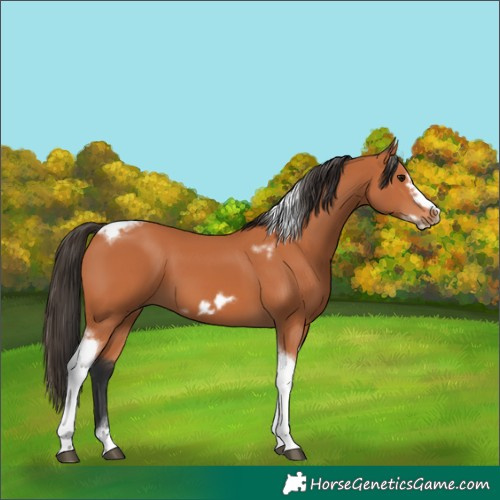 Horse Color:Bay Tobiano Frame 