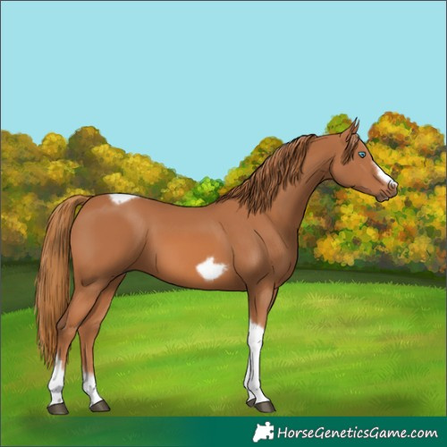 Horse Color:Chestnut Tobiano Frame