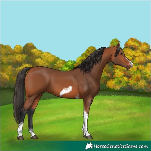 Horse Color:Bay Tobiano Frame 