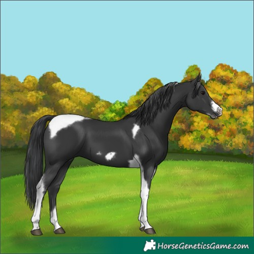 Horse Color:Black Tobiano Frame 