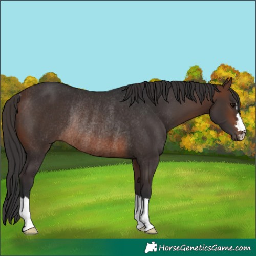 Horse Color:Brown Rabicano 