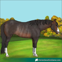 Horse Color:Brown Rabicano