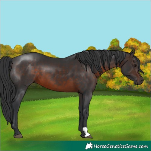 Horse Color:Brown 
