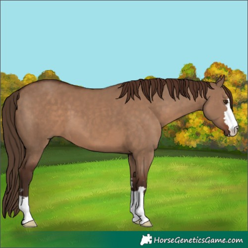 Horse Color:Liver Red Dun 