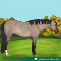 Horse Color:Brown Dun Rabicano
