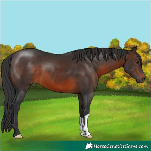 Horse Color:Brown 