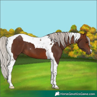 Horse Color:Silver Brown Tobiano 