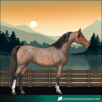 Horse Color:Bay Roan Tobiano Appaloosa