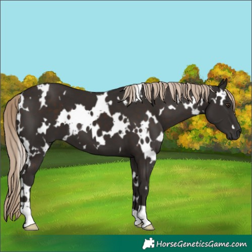 Horse Color:White Spotted Liver Chestnut 