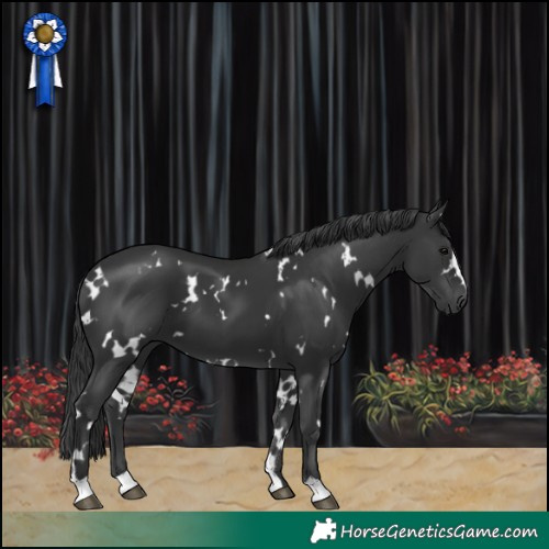 Horse Color:White Spotted Black 