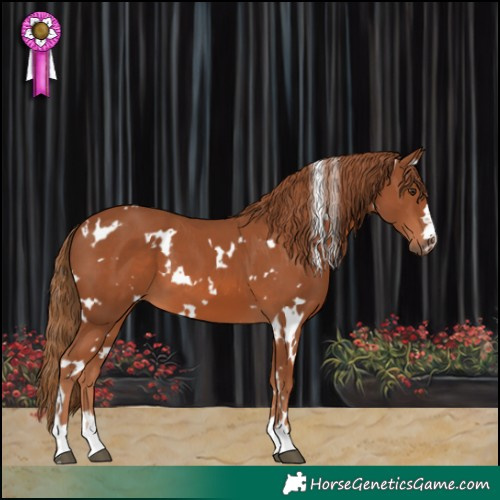Horse Color:White Spotted Chestnut 