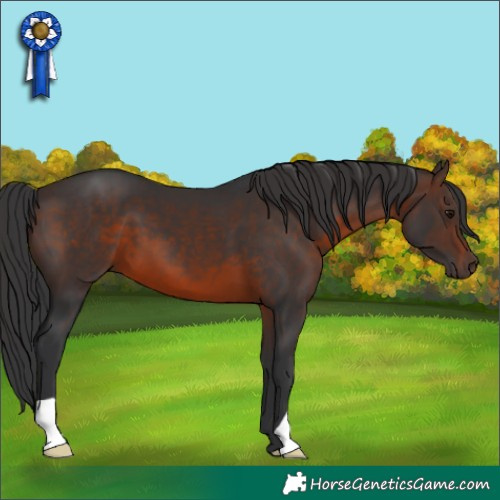 Horse Color:Brown 