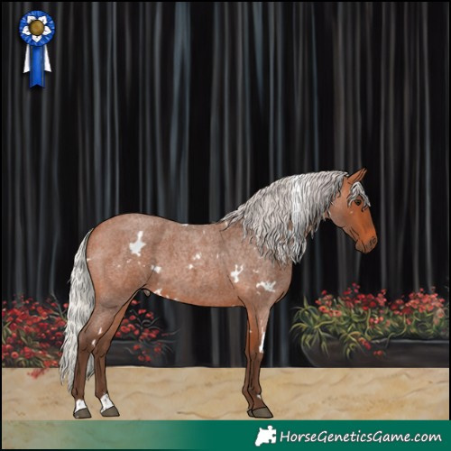 Horse Color:White Spotted Silver Bay Roan 