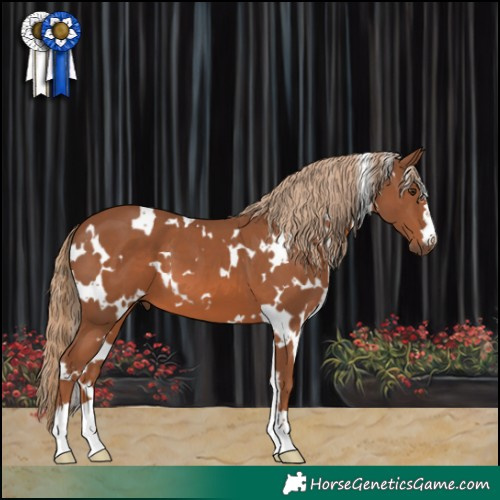 Horse Color:White Spotted Chestnut 
