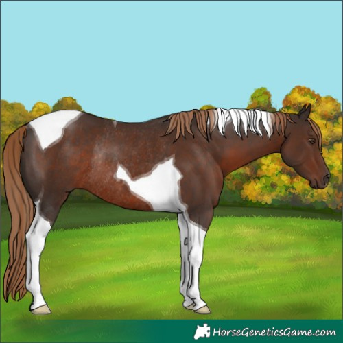 Horse Color:Liver Chestnut Tobiano Rabicano 
