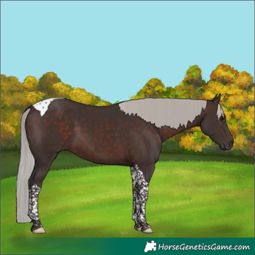 Horse Color:Silver Brown Tobiano