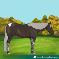 Horse Color:Silver Brown Tobiano 