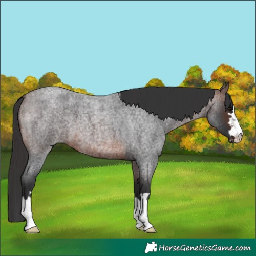 Horse Color:Brown Roan