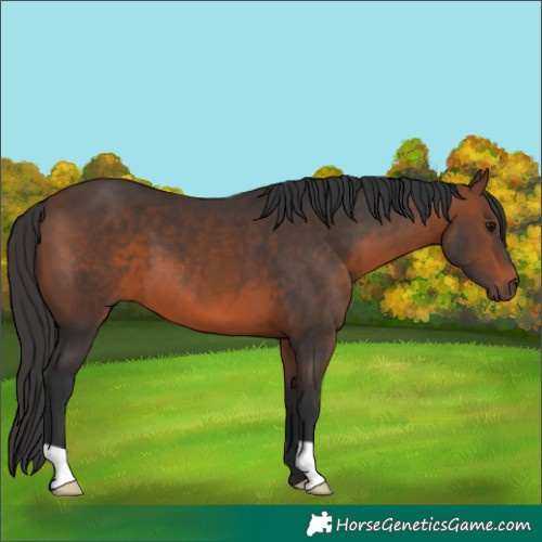 Horse Color:Brown 
