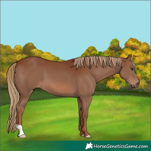 Horse Color:Chestnut 
