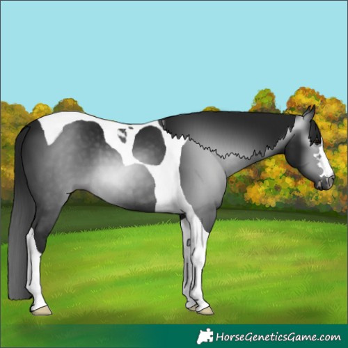 Horse Color:Gray Brown Tobiano 