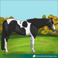 Horse Color:Gray Brown Tobiano 