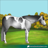 Horse Color:Gray Brown Tobiano