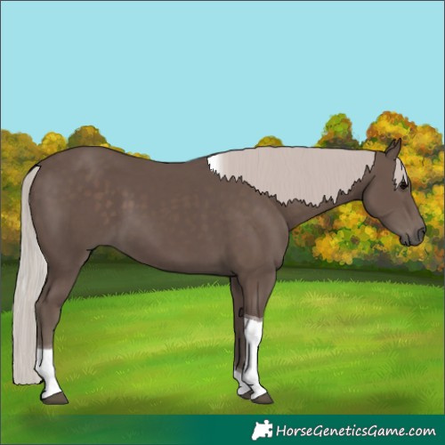 Horse Color:Silver Black Tobiano