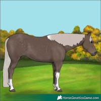 Horse Color:Silver Black Tobiano 