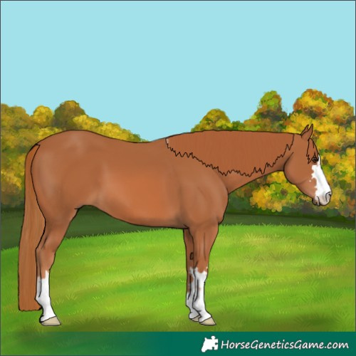 Horse Color:Chestnut 
