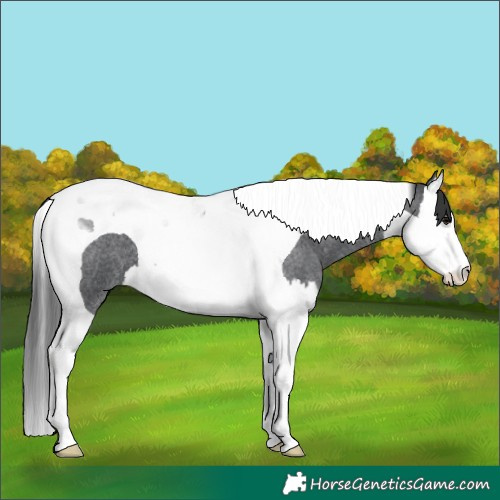Horse Color:Blue Roan Splash Tobiano