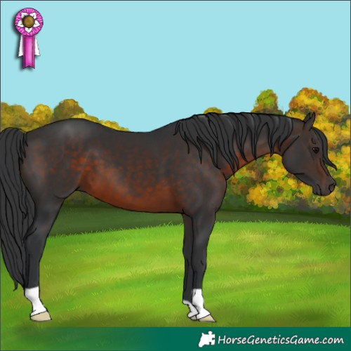 Horse Color:Brown 