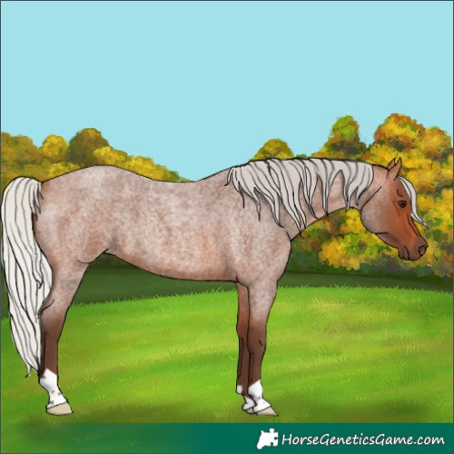 Horse Color:Silver Bay Roan 