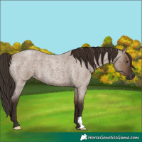 Horse Color:Liver Red Dun Roan
