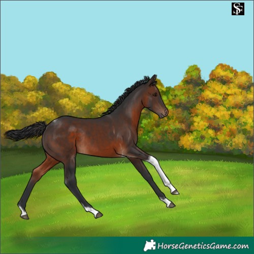 Horse Color:Brown Tobiano Rabicano 